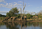 African Elephants