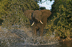 African Elephant