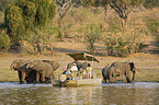 African Elephants and tourists