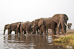 African Elephants