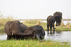 African Elephants