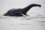 African Elephant