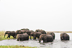 African Elephants