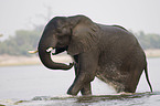 African Elephant