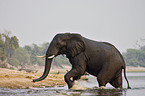 African Elephant