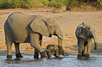 African Elephants