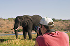 African Elephant and tourist
