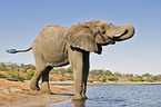 drinking African Elephant