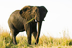 African Elephant
