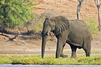 African Elephant