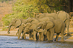 drinking African Elephants