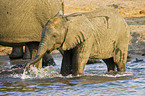 African Elephants