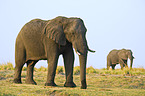 African Elephants