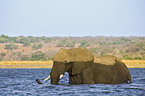 African Elephant