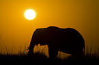 African Elephant