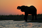 drinking African Elephant