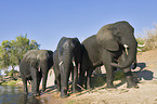 African Elephants