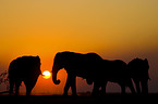 African Elephants