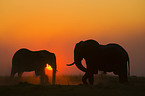 African Elephants