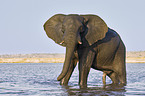 African Elephant