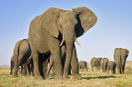 African Elephants