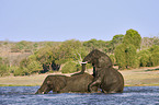 pairing African Elephants