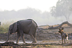 African Elephant and African hunting dog