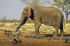 African Elephant and warthogs