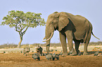 African Elephant and warthogs