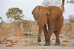 African Elephant