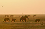 African Elephants