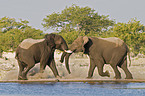 fighting African Elephants