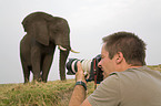 African Elephant and tourist