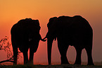 African Elephants