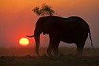 African Elephant at body care