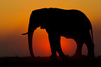 African Elephant