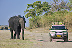 African Elephant and jeep