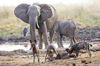 African Elephants and African hunting dogs