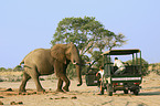 African Elephant and tourists