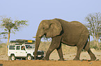 African Elephant and jeep