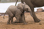 African elephant baby