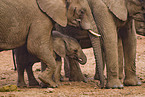 African elephants