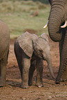 African elephant baby