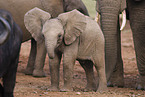 African elephant baby