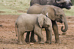 African elephants