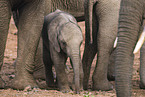 African elephants