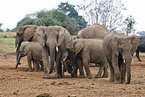 African elephants