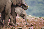 African elephants