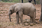 African elephant baby