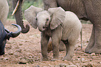 African elephant baby